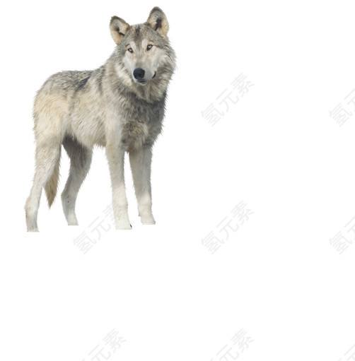 动物灰狼