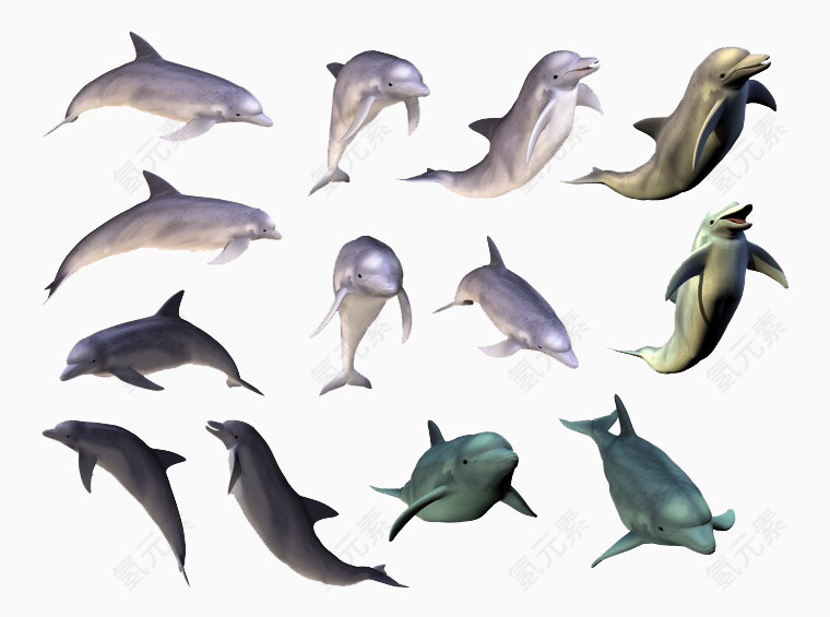 海豚合集