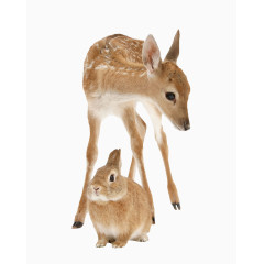 兔子与鹿