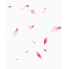 漂浮的樱花花瓣