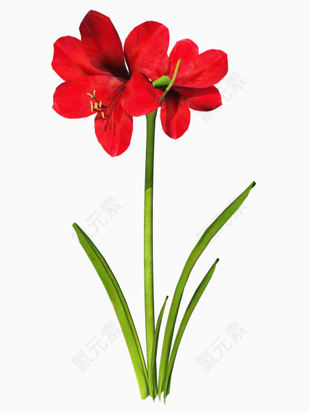 红色鲜花