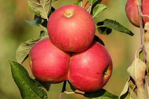 苹果,水果,红色,树,秋季,维生素,健康,免費的照片,免费图片