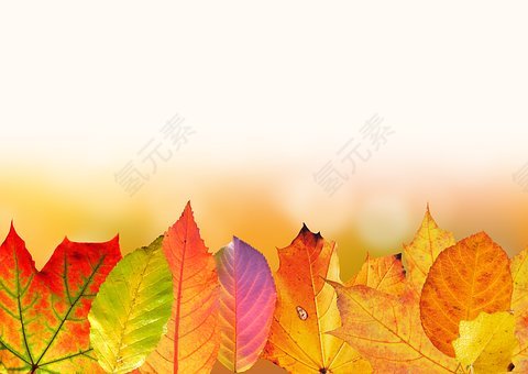 秋季,叶子,丰富多彩,秋天的落叶,秋天的颜色,金色的秋天,枫叶,桤叶,