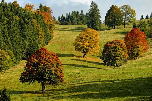 秋季,秋季森林,树木,秋天的落叶,落叶树,叶子,多彩的树叶,颜色,光明