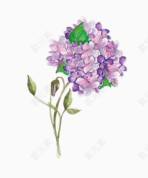 手绘水墨紫色花朵植物