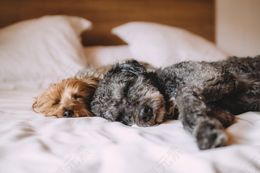 床,狗,动物,宠物,放松,睡眠,平静,困,免費的照片,免费图片