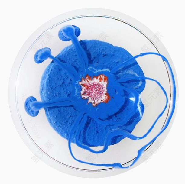 蓝色细胞的培养皿