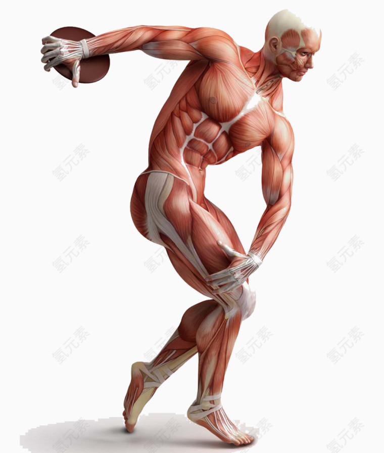 人体肌肉组织
