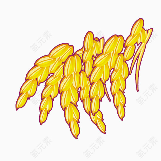黄色水稻垂下