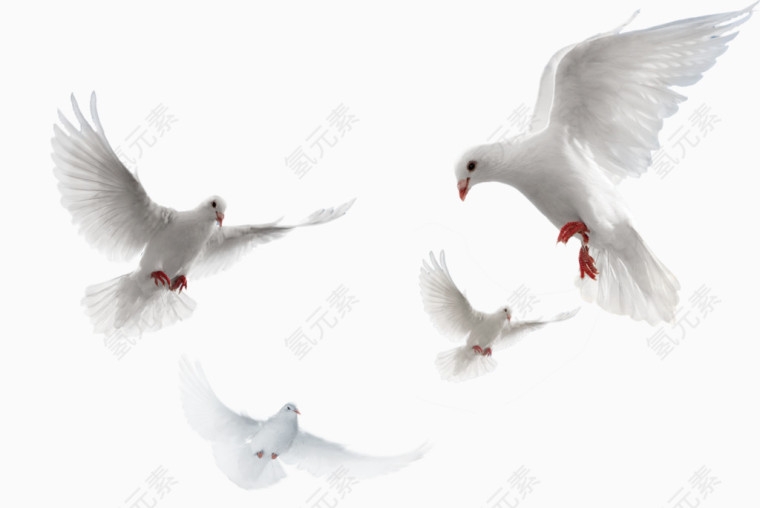 白鸽两会素材和平象征