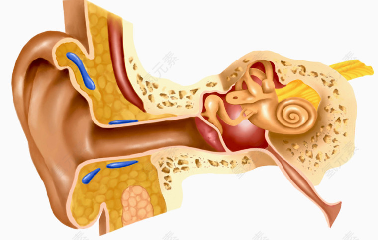 人耳朵剖析图
