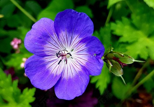 storchschnabel,开花,花,性质,厂,花瓣,蓝色,紫,招标