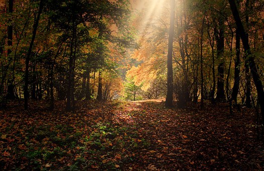 森林,树木,阳光,心情,橙,性质,休息,免費的照片,免费图片