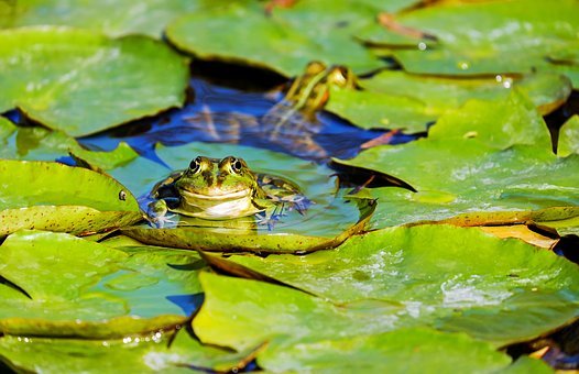 青蛙,水蛙,蛙池,两栖动物,动物,绿色的小青蛙,莉莉垫,池塘,水生物,