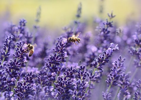 熏衣草,蜜蜂,夏季,紫,花园,花蜜,真正的薰衣草,薰衣草香的,蜂巢,薰