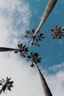 棕榈树,热带,天空,夏季时间,注册,高大,免費的照片,免费图片