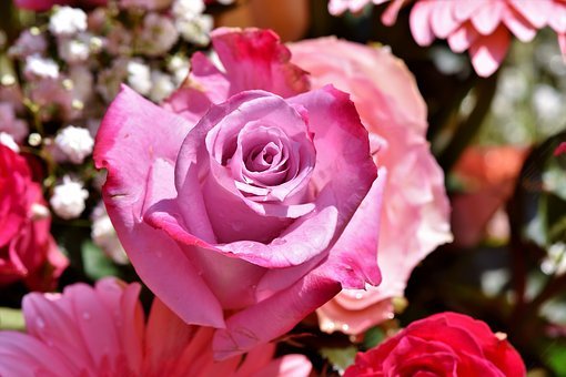 玫瑰,玫瑰绽放,开花,浪漫,盛开,花,美丽,花园玫瑰,厂,花园,爱情,