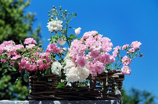 玫瑰,束玫瑰,开花,粉色白色,玫瑰篮子,节日,免費的照片,免费图片