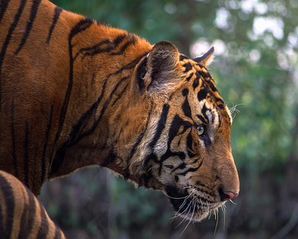虎,动物,孟加拉,猫,猫的,头,野猫,自然,条纹,标记,免費的照片,免