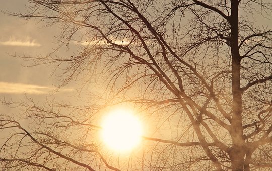 树,黎明,清晨的阳光,日出,雾,晨雾,太阳,天气,天气心情,气氛,心情