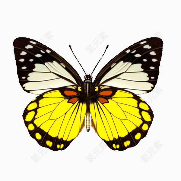 黄白蝴蝶