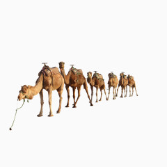 骆驼队素材