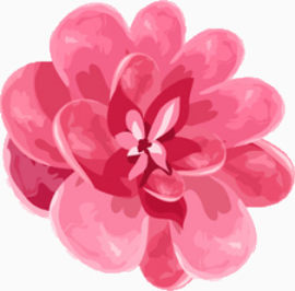 花朵图片素材鲜花素材  粉色的花