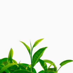 绿茶茶叶装饰素材绿叶