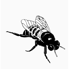 卡通手绘的蜜蜂