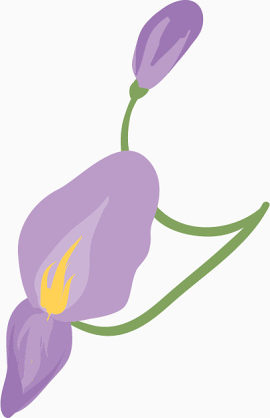 手绘含苞的紫花