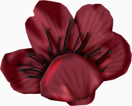 暗红色花朵