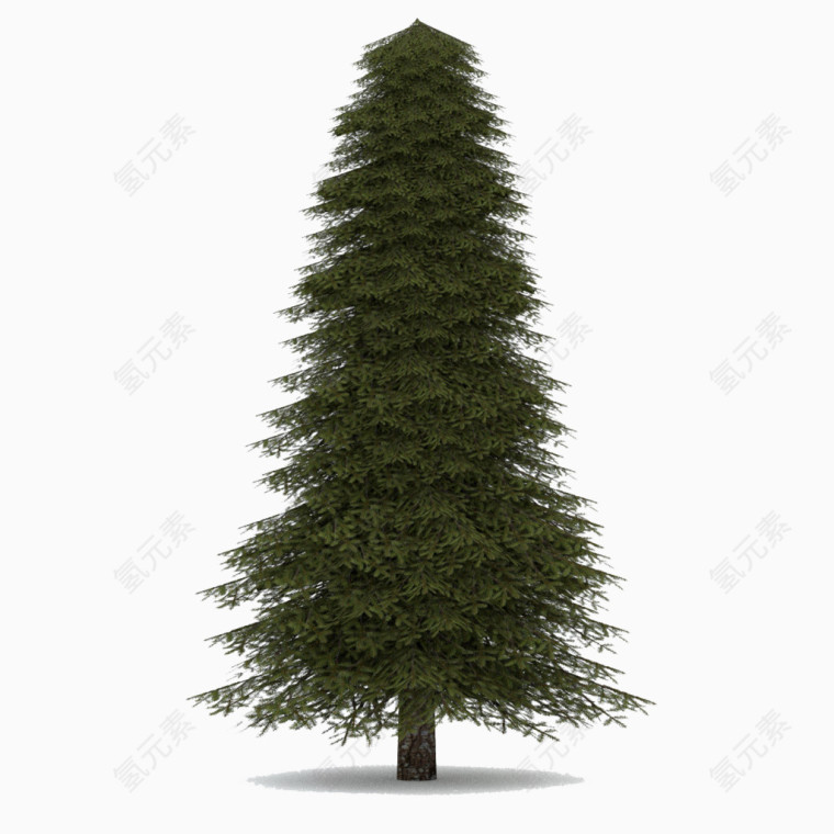 高大绿色圣诞树