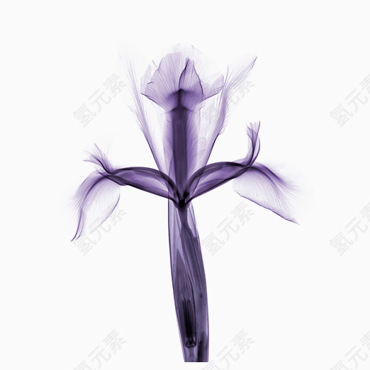 紫色鸢尾花装饰