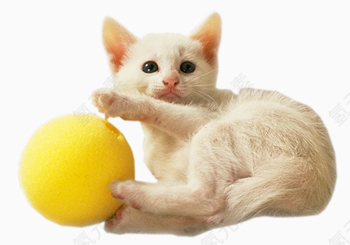 玩球的猫咪