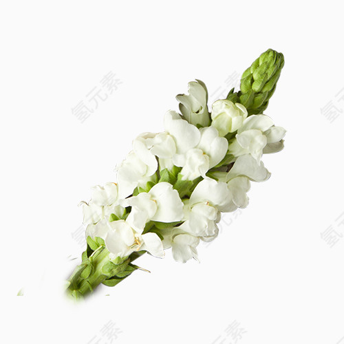 白色鲜花元素