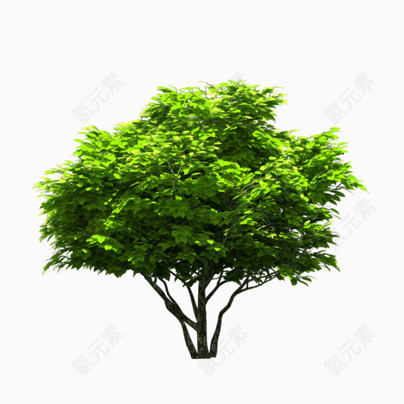 大树绿色大自然树叶植物