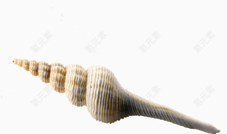 长长的海螺