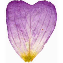 美丽压花干花紫色花瓣