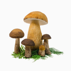 蘑菇草