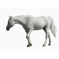 一匹白色的马