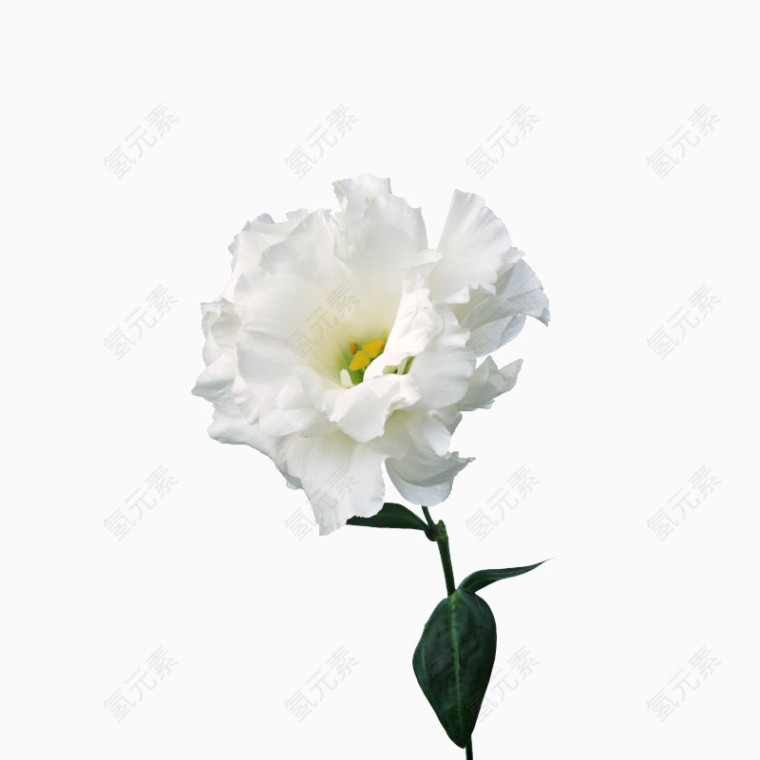 一朵白色植物鲜花PNG元素