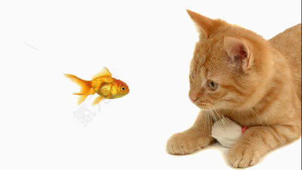 小猫和小鱼