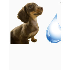 小狗喝水