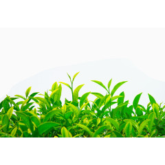 绿色茶叶植物图片 茶叶树叶