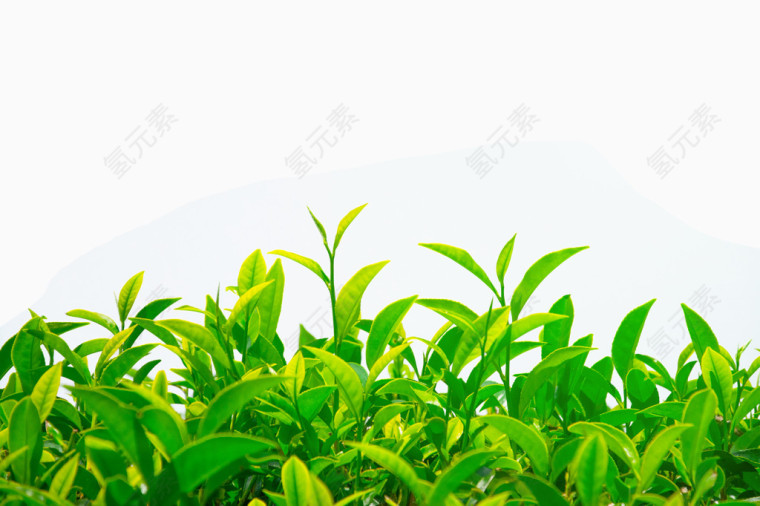 绿色茶叶植物图片 茶叶树叶