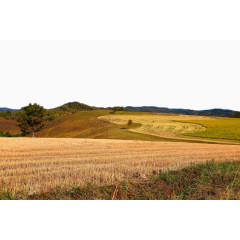 金黄色麦田风景六