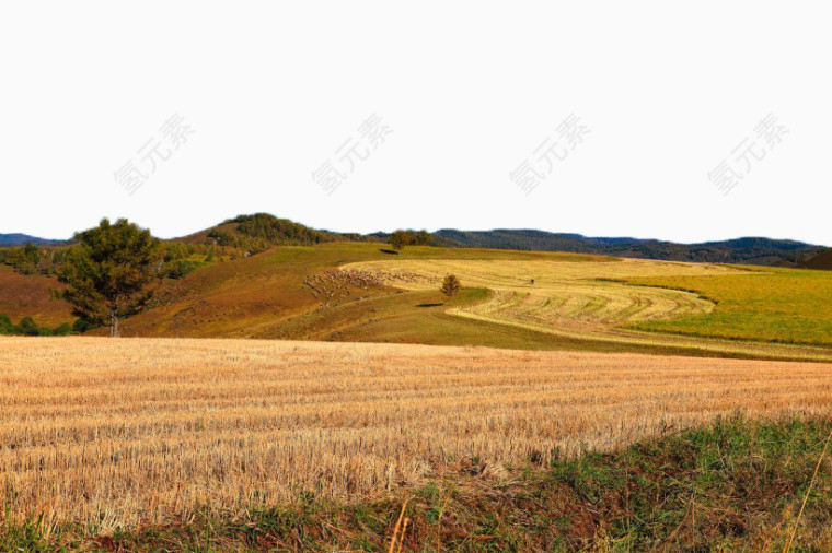 金黄色麦田风景六