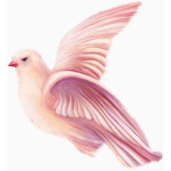 粉红的和平鸽