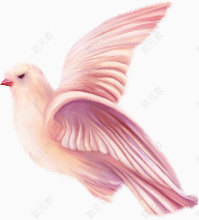 粉红的和平鸽