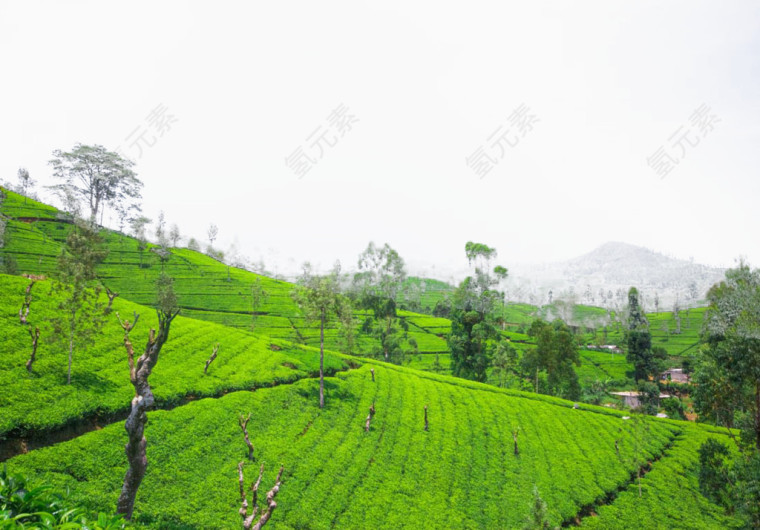 茶园风景